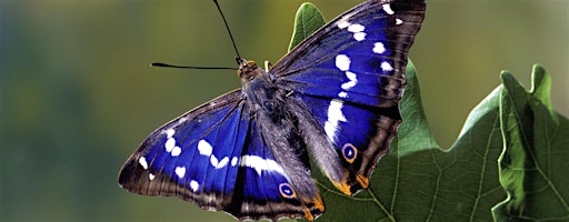 An Introduction to the Butterflies of Sussex , Henfield (100337035)
