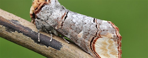 An Introduction to Moths and Moth Trapping, Henfield (100337035)