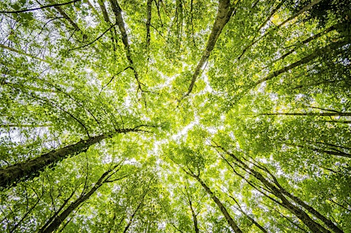 One For All Forest School - Evening Summer Wednesday (6 sessions)