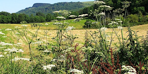Depicting Landscape in Art – Grasses and Wild Growth, Henfield (100337035)