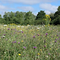 Discover the Plants and Fungi of  Woods Mill  Nature Reserve (100337035)